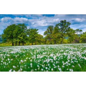 product/a/l/alipson-puzzle_a2403071_vert_2.jpg